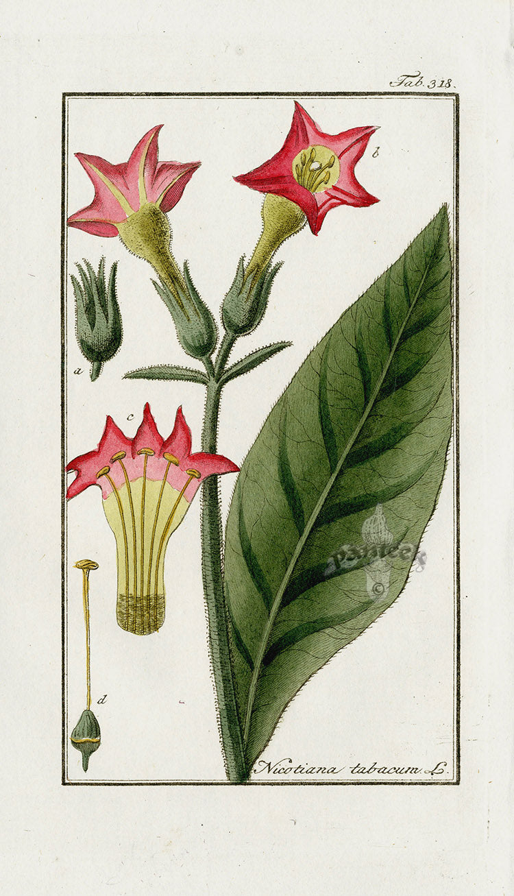 Zorn Original Botanical Print 1796 Tobacco