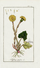 Zorn Original Botanical Print 1796 Tussilago - Panteek Antique Prints
