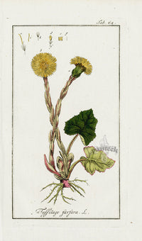 Zorn Original Botanical Print 1796 Tussilago - Panteek Antique Prints
