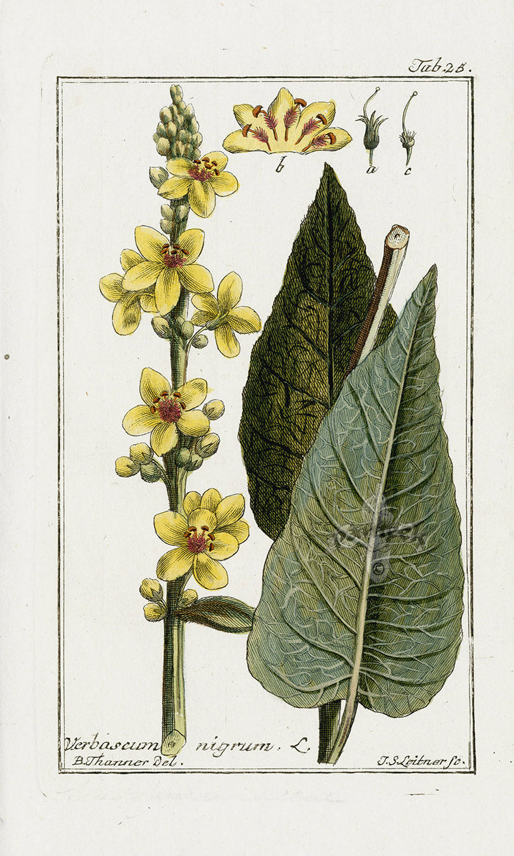 Zorn Original Botanical Print 1796 Verbascum nig