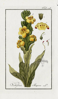 Zorn Original Botanical Print 1796 Verbascum tha - Panteek Antique Prints