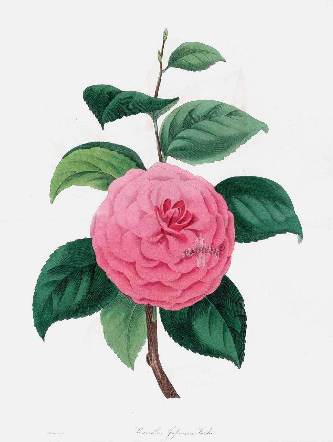 Joseph Paxton Antique Botanical Print 1834 Pink Camellia