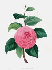 Joseph Paxton Antique Botanical Print 1834 Pink Camellia - Panteek Antique Prints