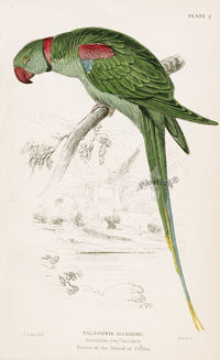 Edward Lear Parrot Prints 1842 Alexandrine ring Parakeet - Panteek Antique Prints