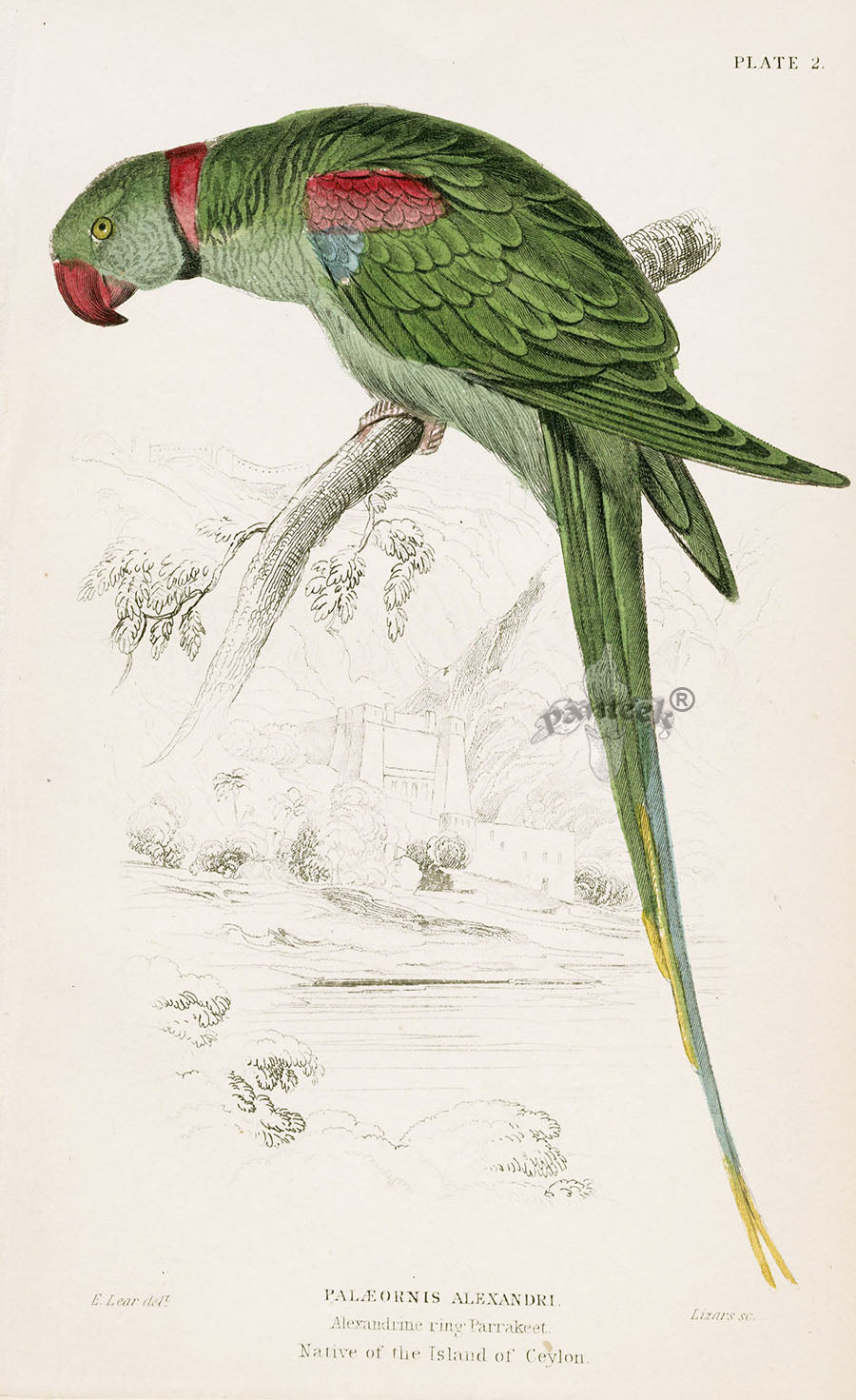 Edward Lear Parrot Prints 1842 Alexandrine ring Parakeet