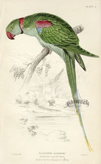 Edward Lear Parrot Prints 1842 Alexandrine Ring-Parakeet - Panteek Antique Prints