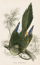 Edward Lear Parrot Prints 1842 Arara patagonica - Panteek Antique Prints
