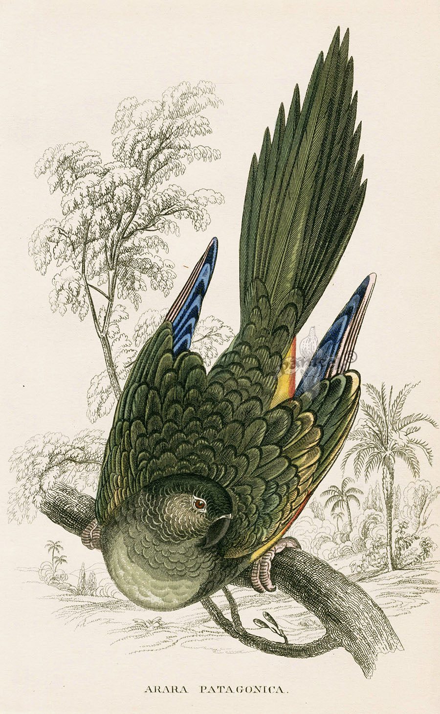 Edward Lear Parrot Prints 1842 Arara patagonica