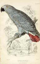 Edward Lear Parrot Prints 1842 Ash-colored Parrot - Panteek Antique Prints