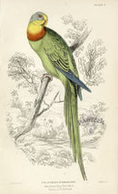 Edward Lear Parrot Prints 1842 Barraband Ring-Parakeet - Panteek Antique Prints