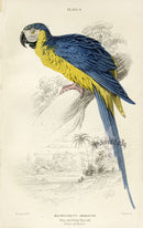 Edward Lear Parrot Prints 1842 Blue and Yellow Macaw - Panteek Antique Prints