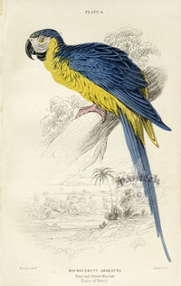 Edward Lear Parrot Prints 1842 Blue and Yellow Macaw - Panteek Antique Prints