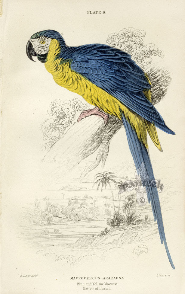 Edward Lear Parrot Prints 1842 Blue and Yellow Macaw