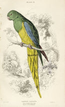 Edward Lear Parrot Prints 1842 Blue-Banded Nanodes - Panteek Antique Prints