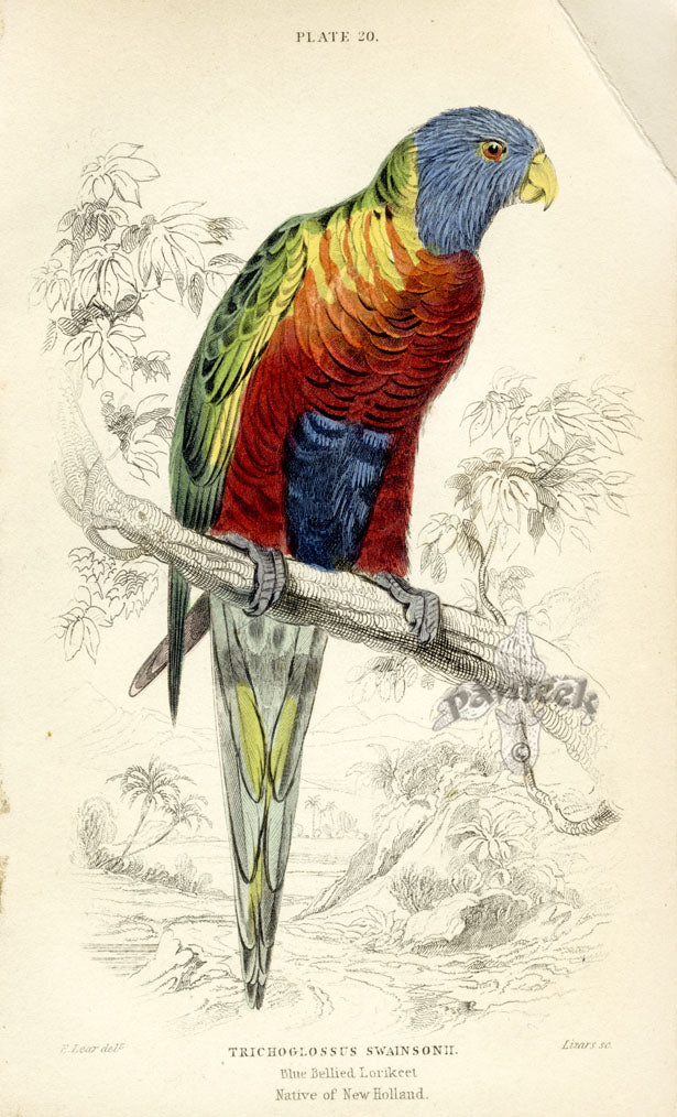 Edward Lear Parrot Prints 1842 Blue-bellied Lorikeet