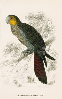Edward Lear Parrot Prints 1842 Calyptorynchus stellatus - Panteek Antique Prints