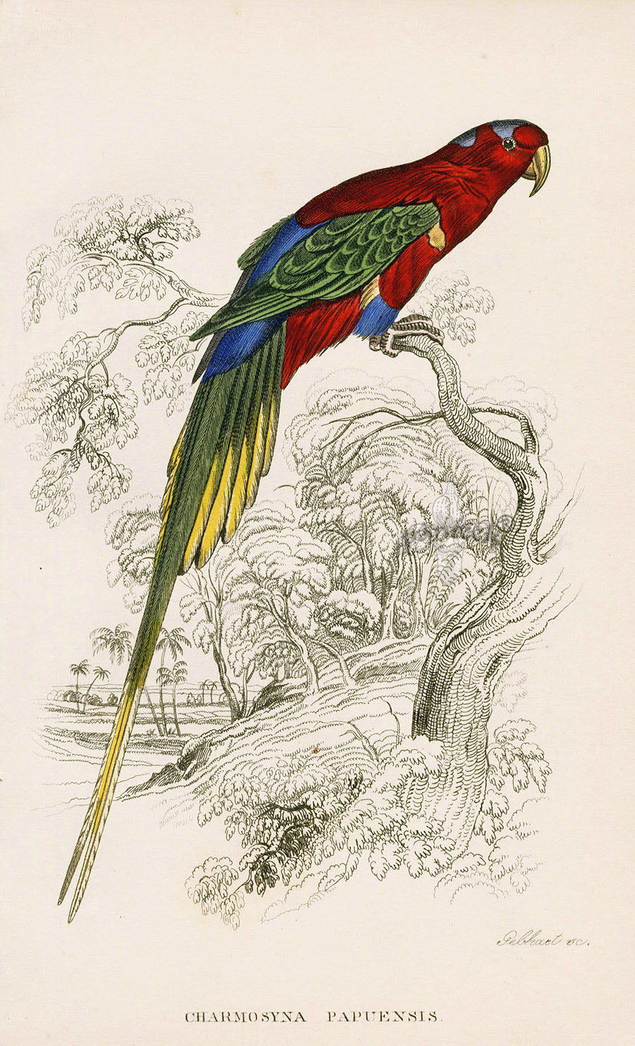 Edward Lear Parrot Prints 1842 Charmosyna papuensis