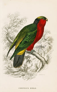 Edward Lear Parrot Prints 1842 Coriphilus kuhlii - Panteek Antique Prints