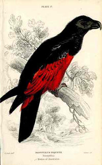 Edward Lear Parrot Prints 1842 Dasyptilus - Panteek Antique Prints