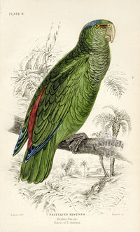 Edward Lear Parrot Prints 1842 Festive Parrot - Panteek Antique Prints