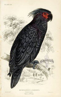 Edward Lear Parrot Prints 1842 Goliah Aratoo - Panteek Antique Prints