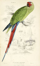 Edward Lear Parrot Prints 1842 Great Green Macaw - Panteek Antique Prints