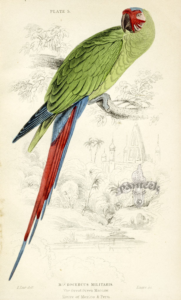 Edward Lear Parrot Prints 1842 Great Green Macaw
