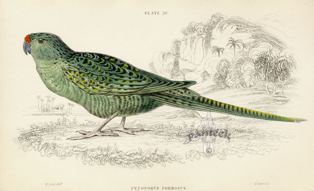 Edward Lear Parrot Prints 1842 Ground Parrot