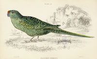 Edward Lear Parrot Prints 1842 Ground Parrot - Panteek Antique Prints