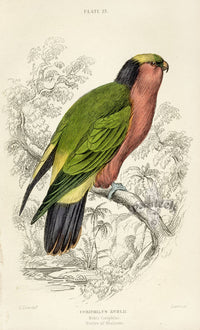 Edward Lear Parrot Prints 1842 Kuhl's Coriphilus - Panteek Antique Prints