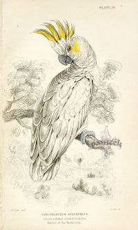 Edward Lear Parrot Prints 1842 Lesser Sulphur-crested Cockatoo - Panteek Antique Prints
