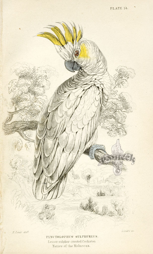 Edward Lear Parrot Prints 1842 Lesser Sulphur-crested Cockatoo