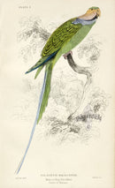 Edward Lear Parrot Prints 1842 Malacca Ring-Parakeet - Panteek Antique Prints