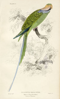 Edward Lear Parrot Prints 1842 Malacca Ring-Parakeet - Panteek Antique Prints