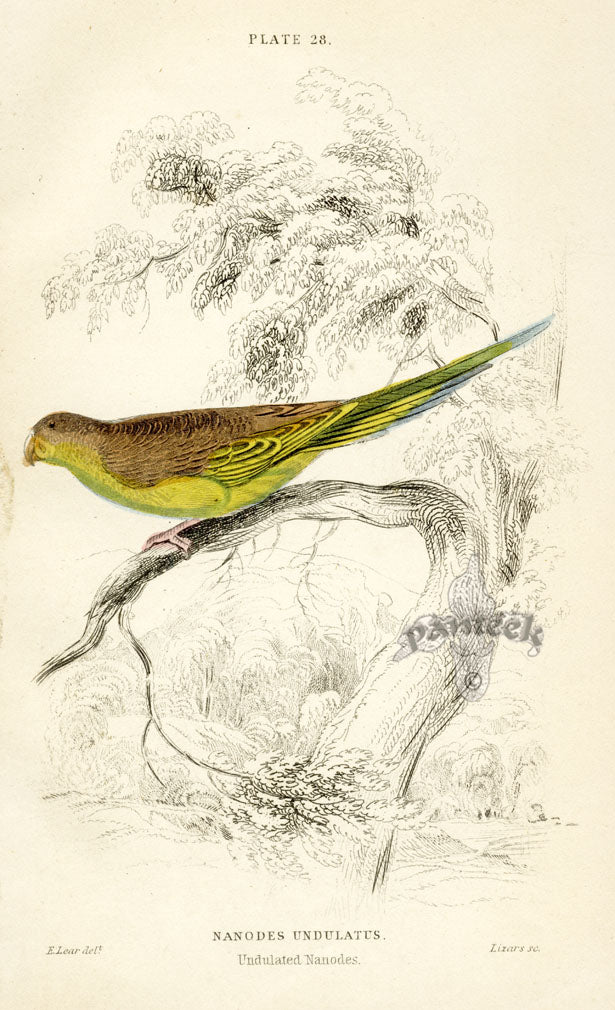 Edward Lear Parrot Prints 1842 Nanodes Undulatus