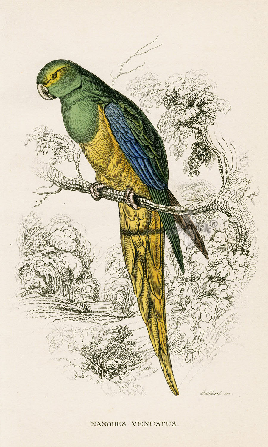 Edward Lear Parrot Prints 1842 Nanodes venustus