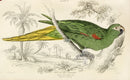 Edward Lear Parrot Prints 1842 Noble Parrot Macaw - Panteek Antique Prints