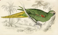 Edward Lear Parrot Prints 1842 Noble Parrot Macaw - Panteek Antique Prints