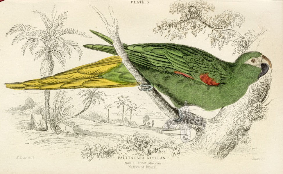 Edward Lear Parrot Prints 1842 Noble Parrot Macaw