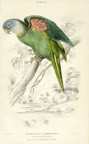 Edward Lear Parrot Prints 1842 Orange-winged Lorikeet - Panteek Antique Prints