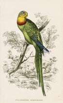 Edward Lear Parrot Prints 1842 Palaeornis barrabandi - Panteek Antique Prints