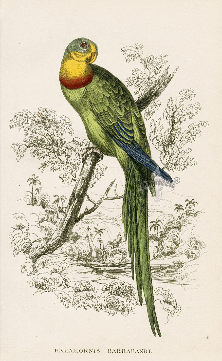 Edward Lear Parrot Prints 1842 Palaeornis barrabandi