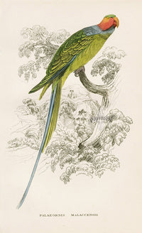 Edward Lear Parrot Prints 1842 Palaeornis malaccensis - Panteek Antique Prints