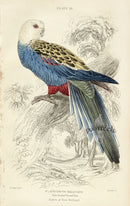 Edward Lear Parrot Prints 1842 Pale-headed Broad Tail - Panteek Antique Prints