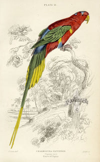Edward Lear Parrot Prints 1842 Papuan Lory - Panteek Antique Prints