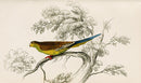 Edward Lear Parrot Prints 1842 Parakeet - Panteek Antique Prints