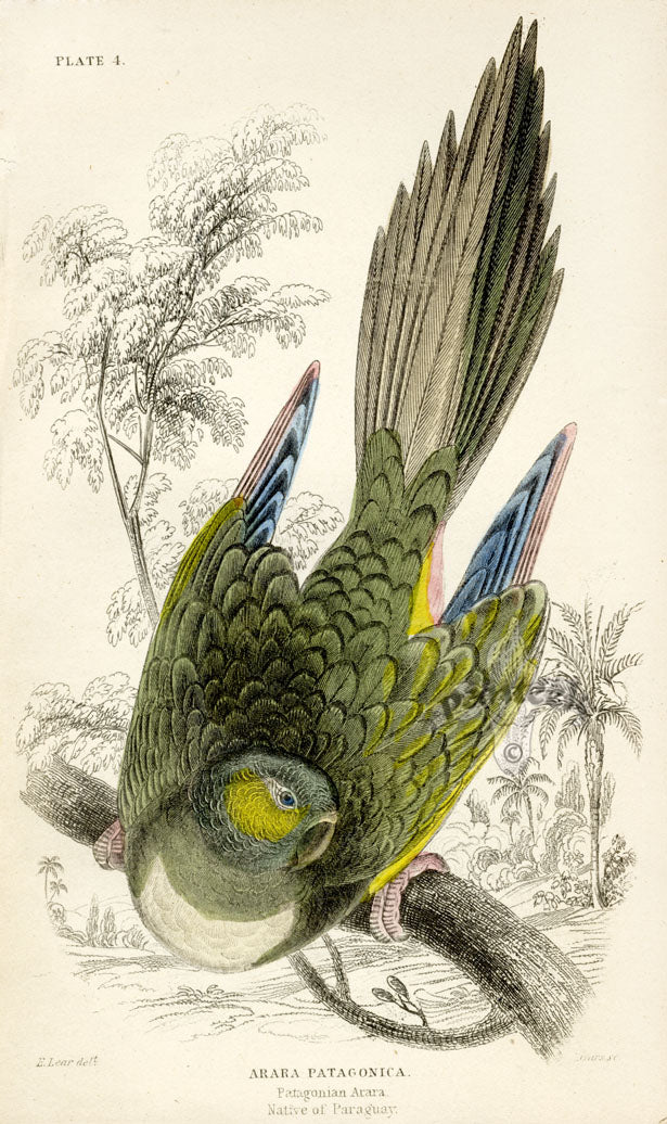 Edward Lear Parrot Prints 1842 Patagonian Arara