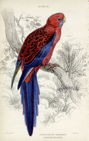 Edward Lear Parrot Prints 1842 Pennantian Broad-Tail - Panteek Antique Prints