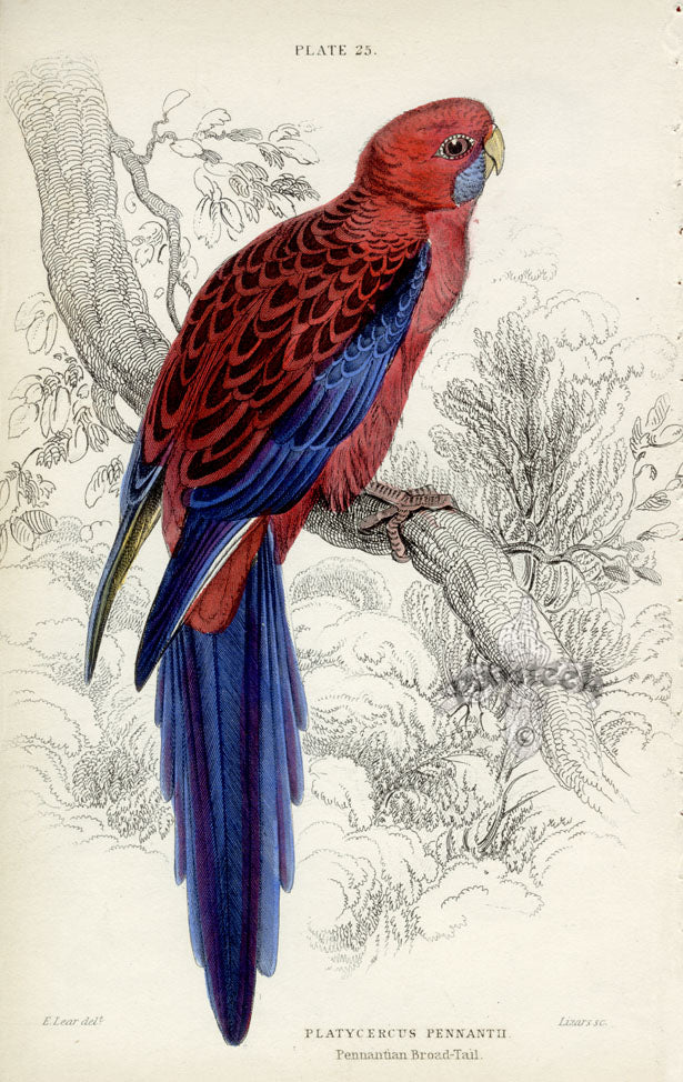Edward Lear Parrot Prints 1842 Pennantian Broad-Tail