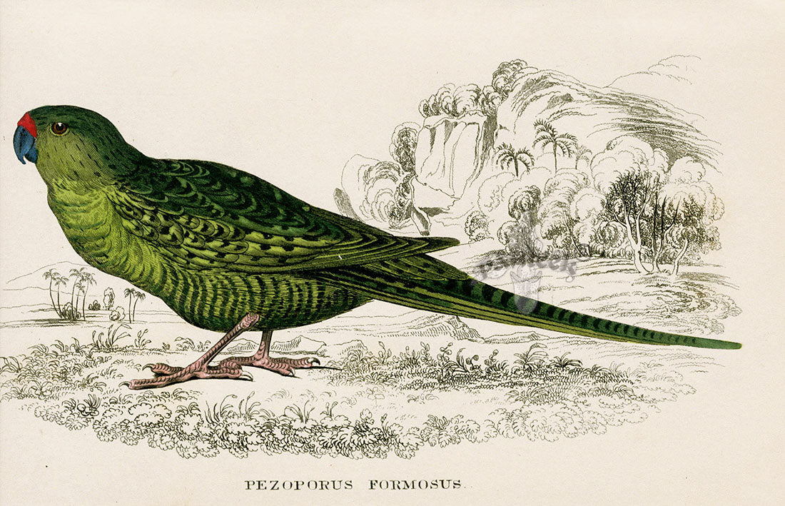 Edward Lear Parrot Prints 1842 Pezoporus formosus